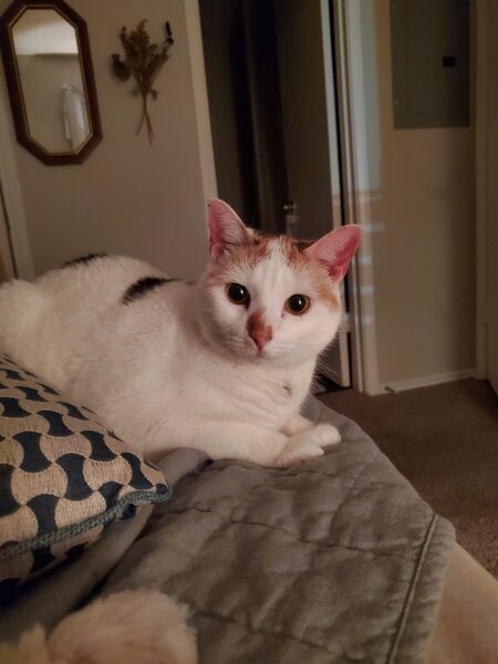 Turkish van white cat, sitting on bed