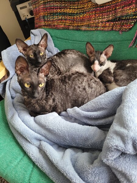Three cats sitting on the bed with a blanket