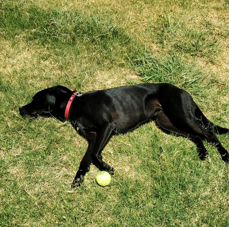 Rigby backyard ball, a dog on the grass