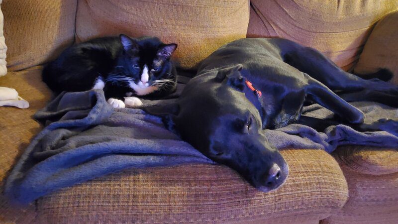 A cat and a dog laying on a couch.