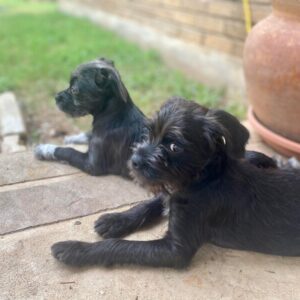 View of two baby black dogs are sitting