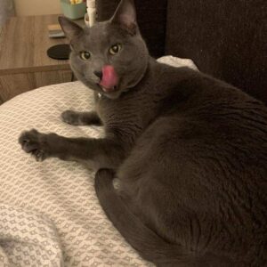 A can of clarabelle tongue out