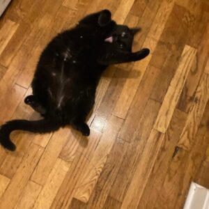 Hodor, a black cat laying on the floor