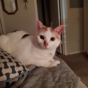 Turkish van white cat, sitting on bed
