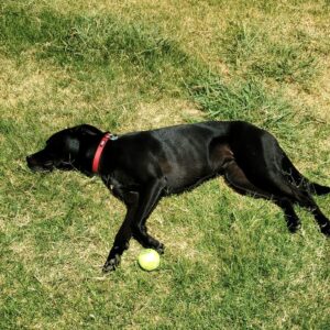 Rigby backyard ball, a dog on the grass